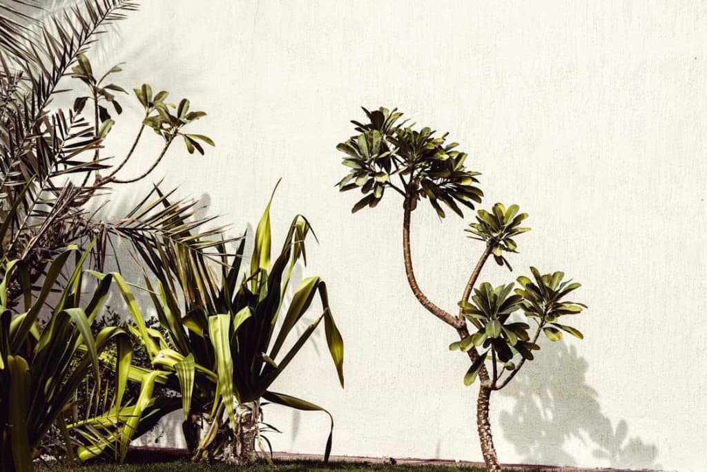 Why Tropical Plants Dominate Luxury Landscape Design