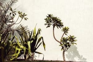 Why Tropical Plants Dominate Luxury Landscape Design