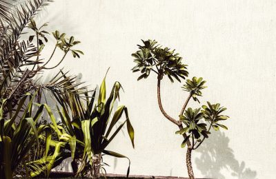Why Tropical Plants Dominate Luxury Landscape Design